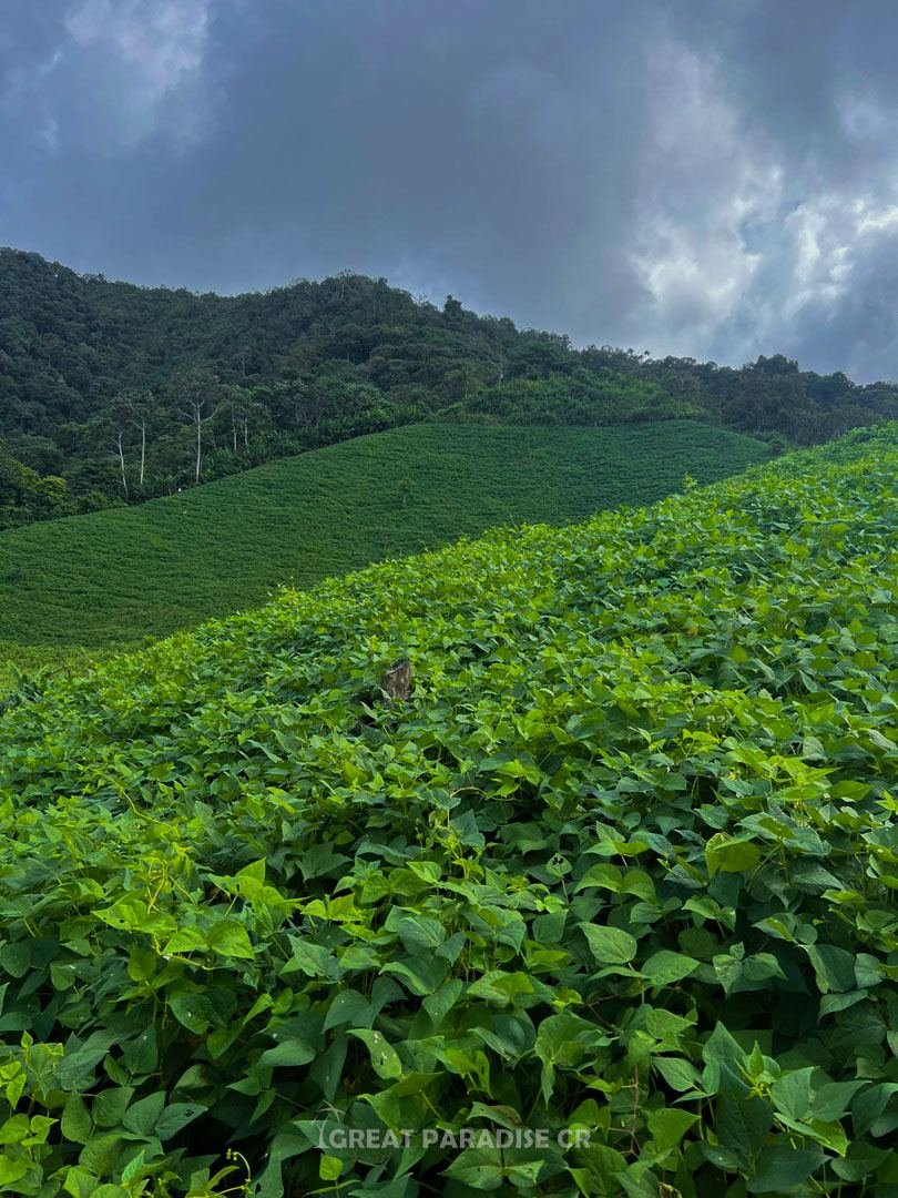 Finca Malangué