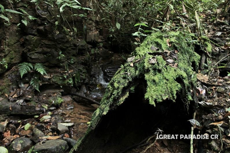 Cauce rocoso entre vegetación de Finca La Gloria de Aguirre