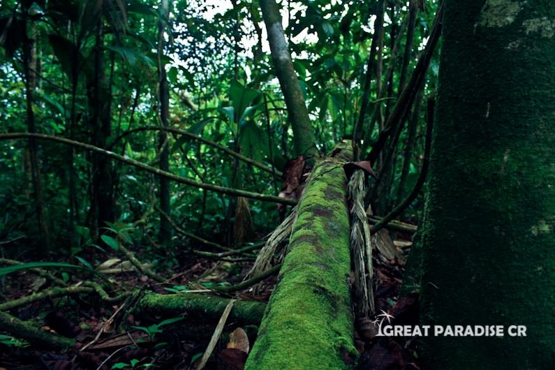 Árbol cubierto de musgo en el bosque de La Gloria de Aguirre