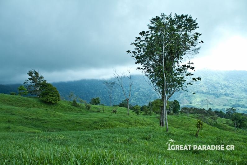 Pastizal con árbol y montañas al fondo en Finca La Gloria de Aguirre