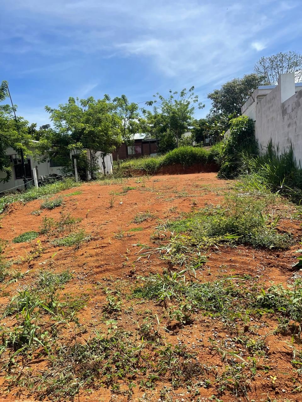 Vista del suelo y plantas en el terreno de Villa Hermosa
