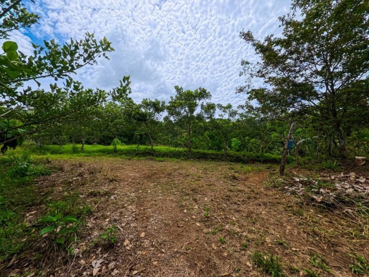 Área despejada junto a vegetación en Finca La Linda